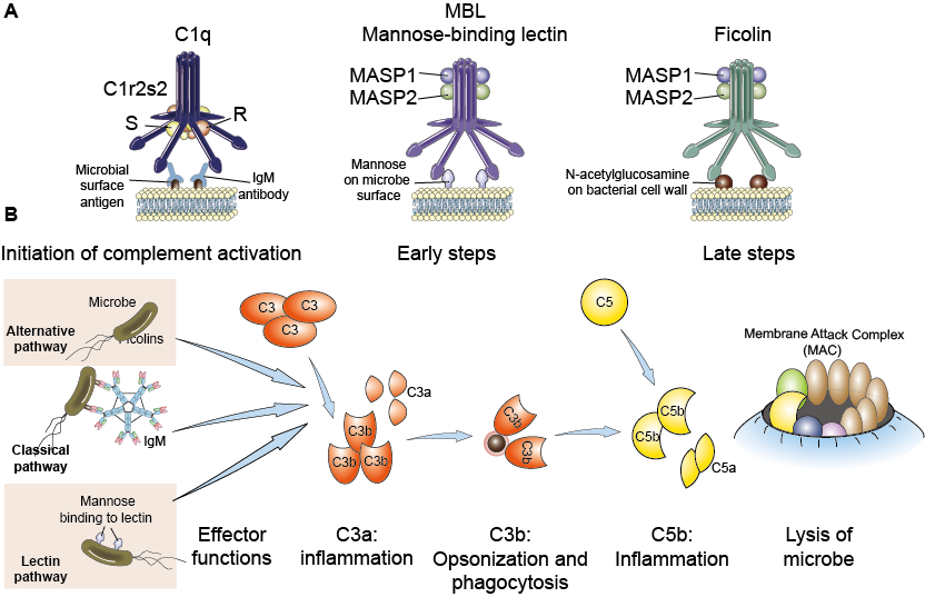 complement-fixation-test-principle-procedure-result-interpretation